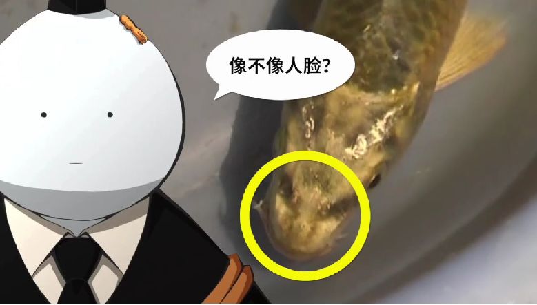 云南昆明一景区惊现人脸锦鲤网友惊呼成精了