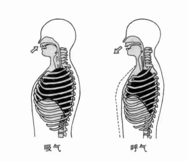 人体吸气时图片