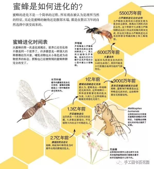 喝过蜂蜜但你了解蜜蜂吗dk带你进入奇妙的蜜蜂世界