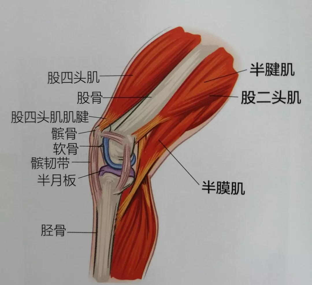 膝盖附近的肌肉图片