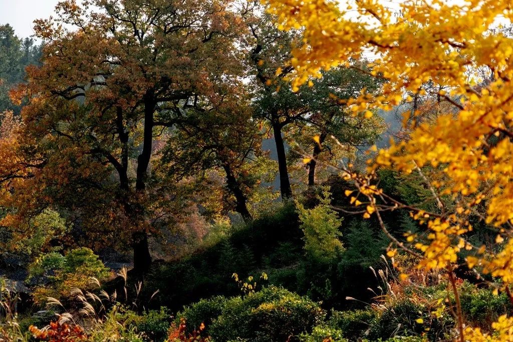 金寨再现百年老麻栎古树群