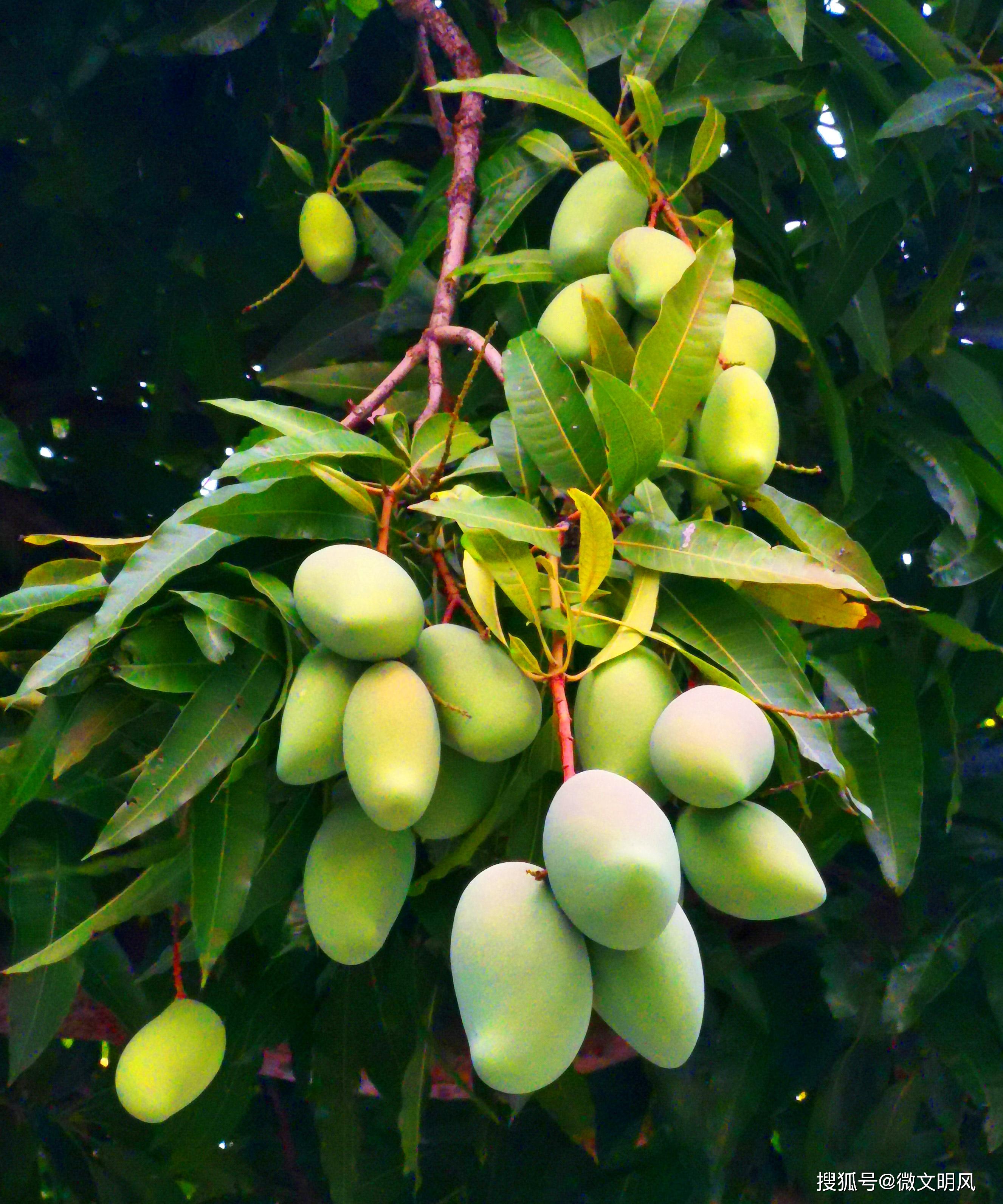 追寻革命印记!东海岛西山村,有一片"红色"的芒果林_树林