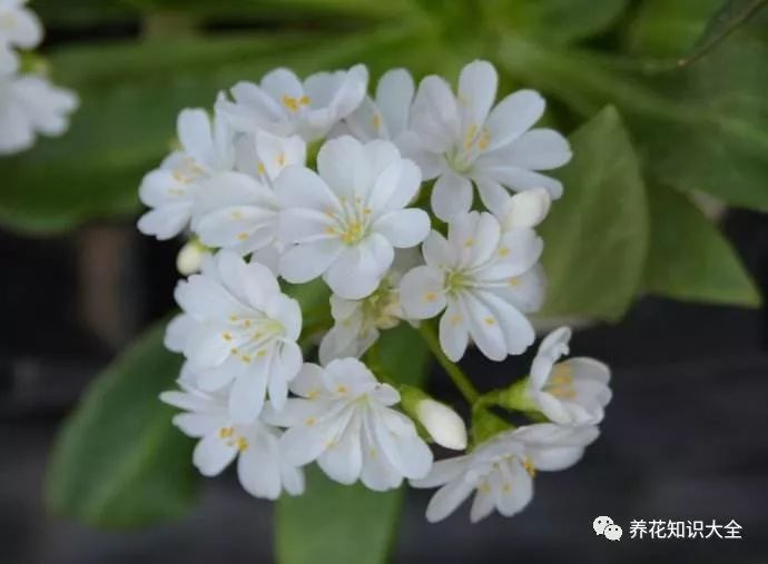 青姬木青姬木,也叫姬石楠,是一种常绿灌木,国内非