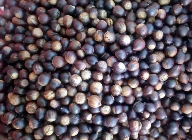 英德山上这种硬壳野果熟了!你吃过吗?_锥子