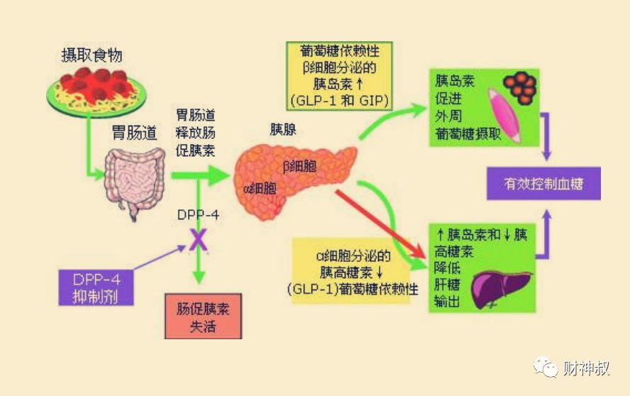 减肥先健脑聪明人必知的肥胖根源胰岛素抵抗