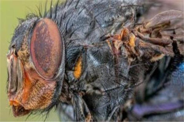 世界10大致命昆虫,虎甲虫和田鳖也上榜,你看到它们会怕吗?