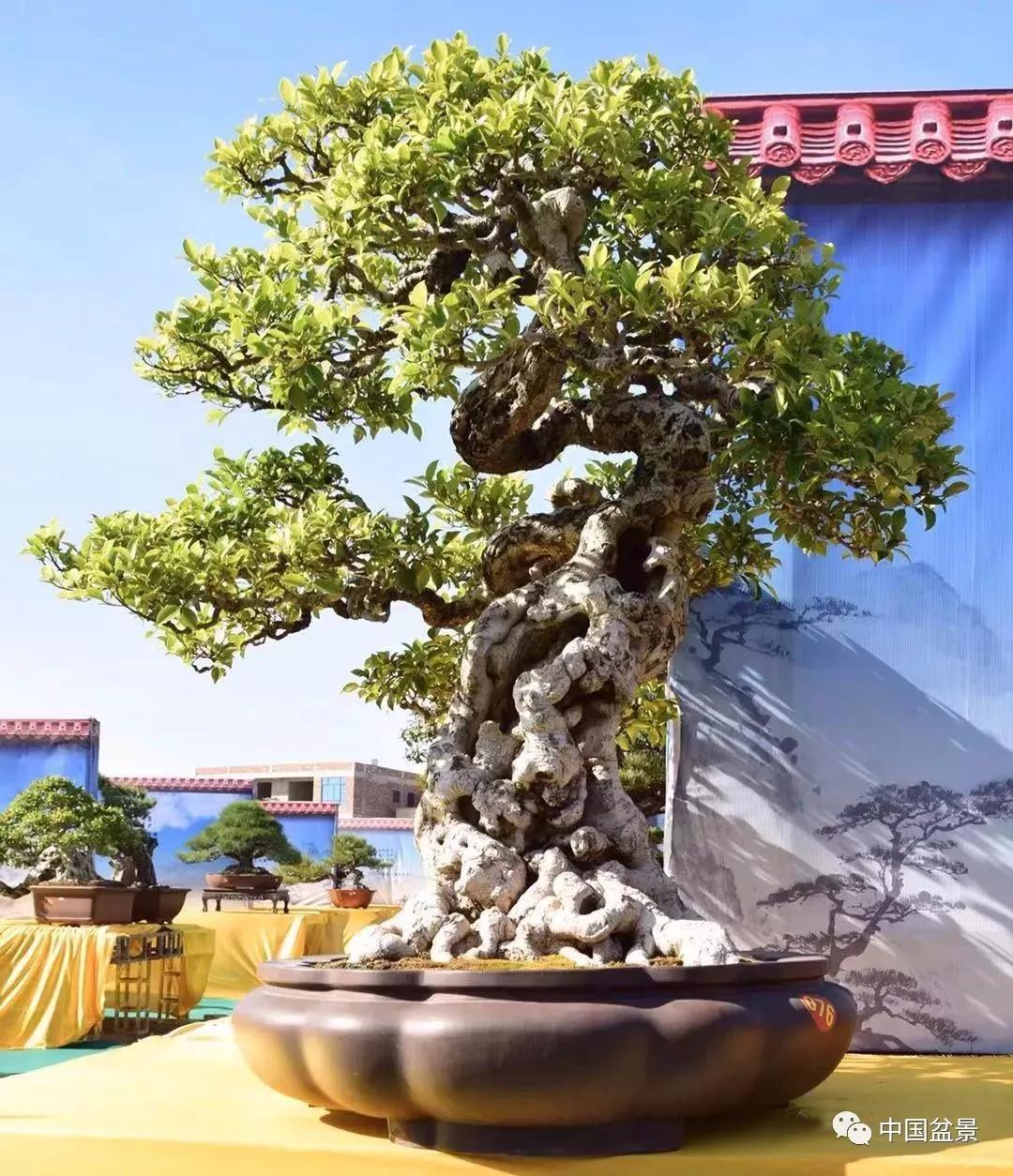 图片来源|中国盆景赏石▲惠安县园林花卉协会会长李元森,惠安县人民