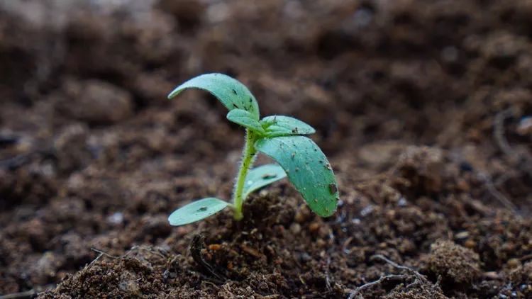 市民花田让我们一起种植最美向日葵花海