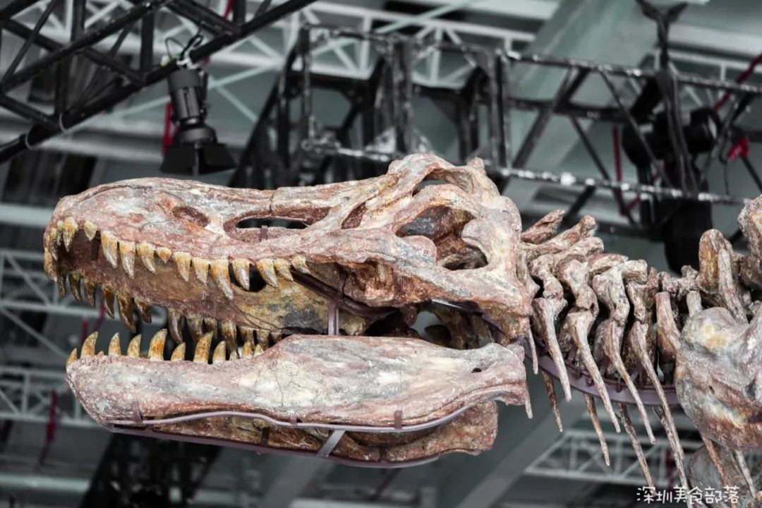 好莱坞级侏罗纪恐龙博物馆来深圳了全国最大足足7000㎡