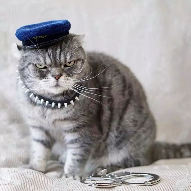 这只明明可以靠脸吃饭的喵星人凭借充满杀气的眼神和逆天的气场在网红