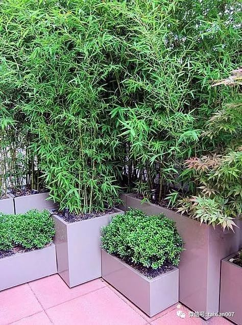 想在自家院子里种竹子,不妨看看这些设计!