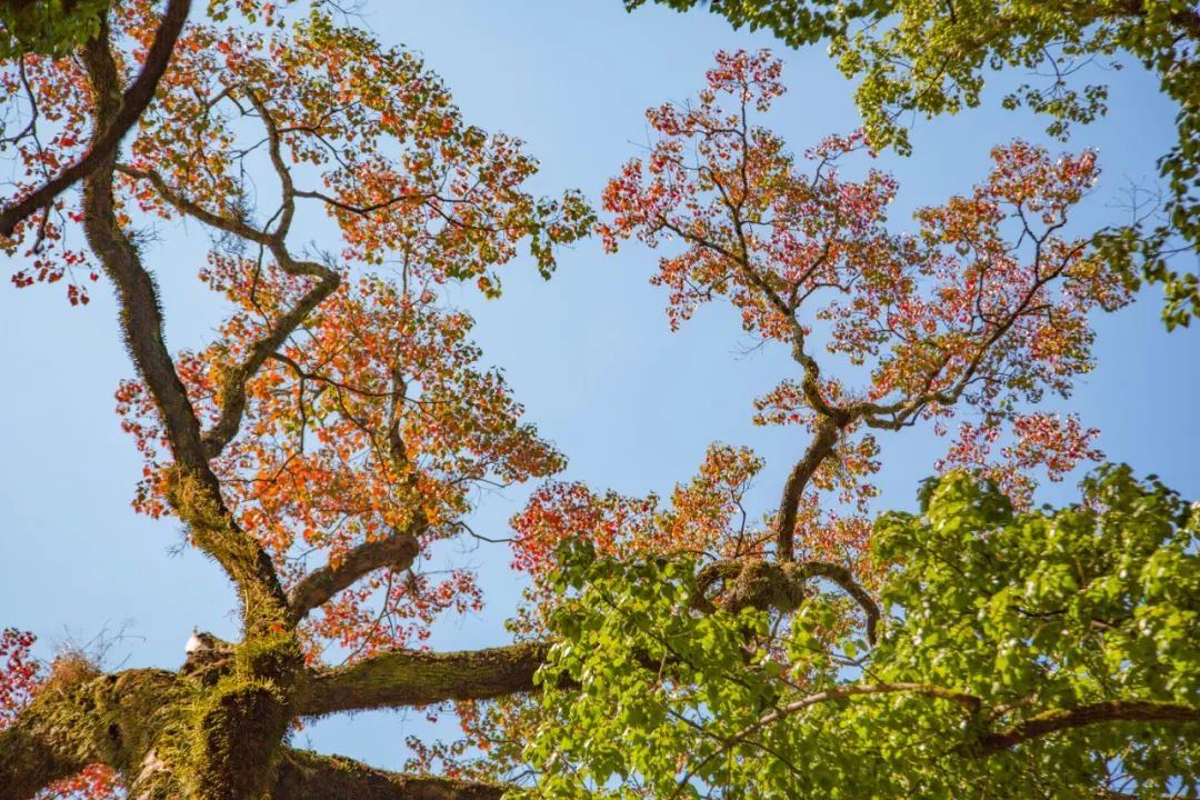 一年一度廊桥旁的乌桕树又红啦