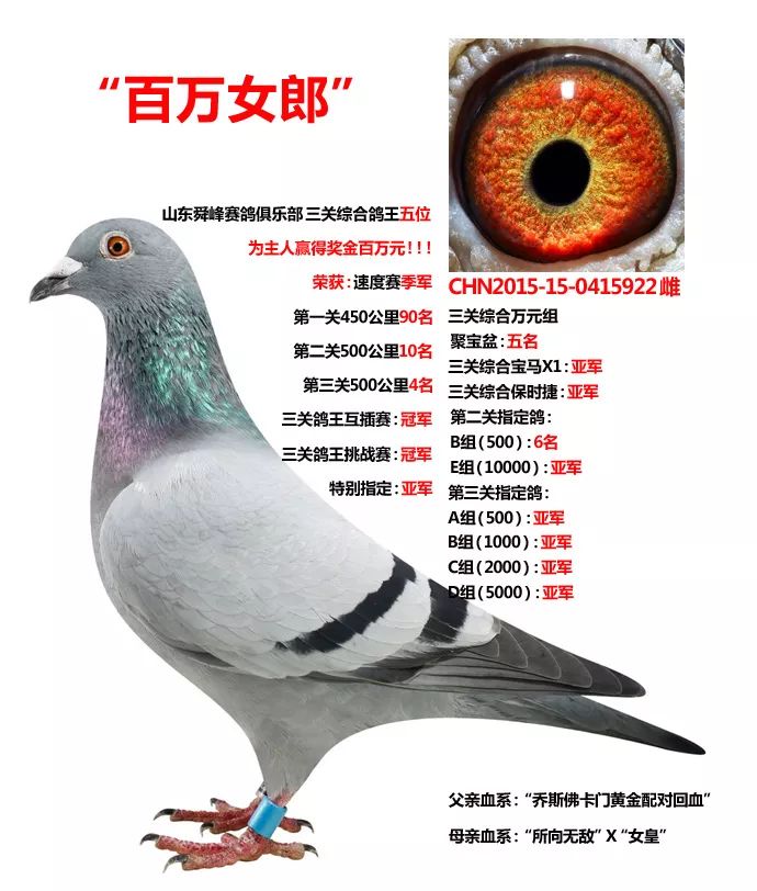 赢700万奖金身价300万的四关鸽王总冠军
