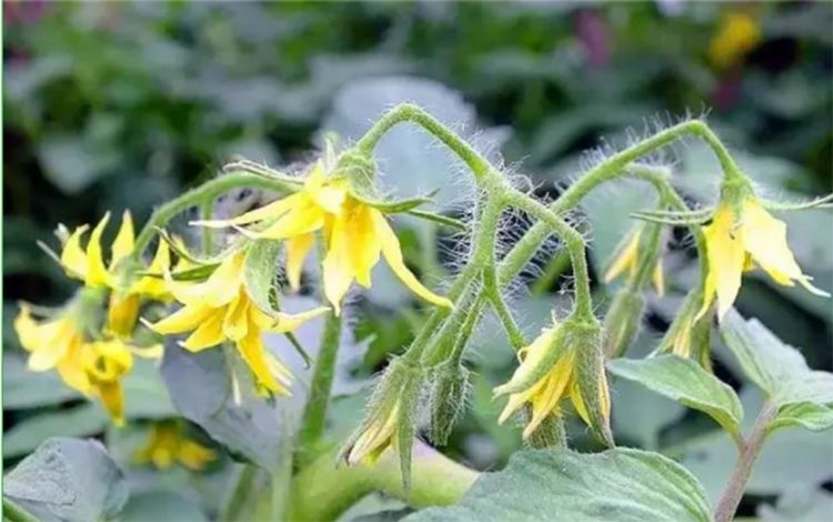 农技在种植西红柿时最应注意的就是这个问题