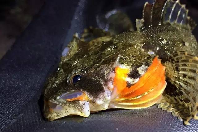 松江鲈是一种短距离降海产卵的洄游鱼类,每当繁殖季节到来时,生殖群体