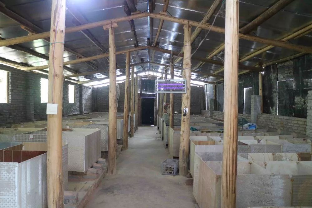 走进同安镇西安村富康生态竹鼠养殖场,只见一只只憨态可掬的竹鼠在栏