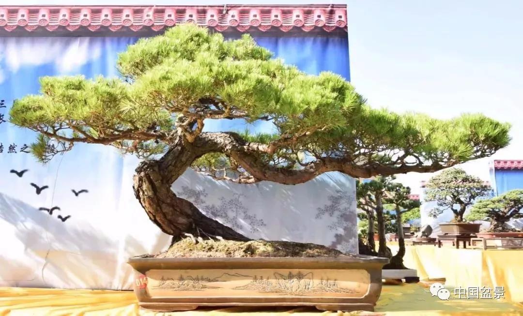 图片来源|中国盆景赏石▲惠安县园林花卉协会会长李元森,惠安县人民