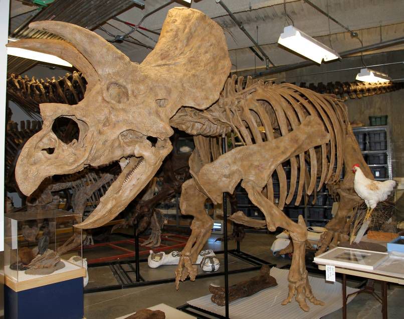 好莱坞级『侏罗纪恐龙博物馆』来深圳了,全国最大,足足7000㎡!_化石