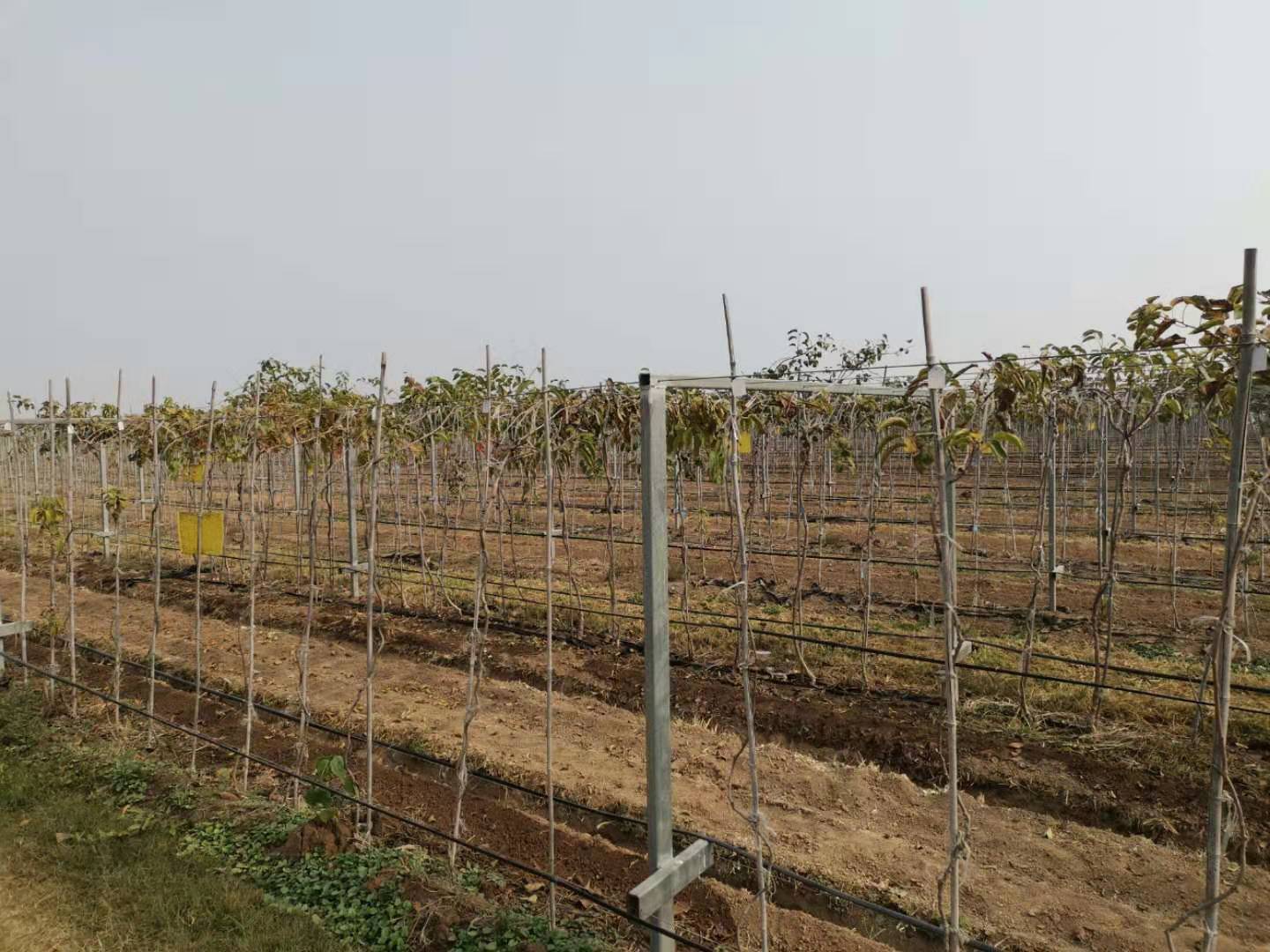 歌珊温室标准猕猴桃种植架是如何搭建起来的