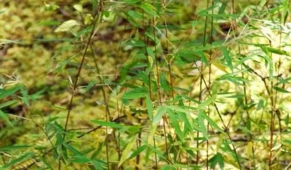 方志四川61纪念大熊猫科学发现150周年刘赫0202吃竹子竟然影响