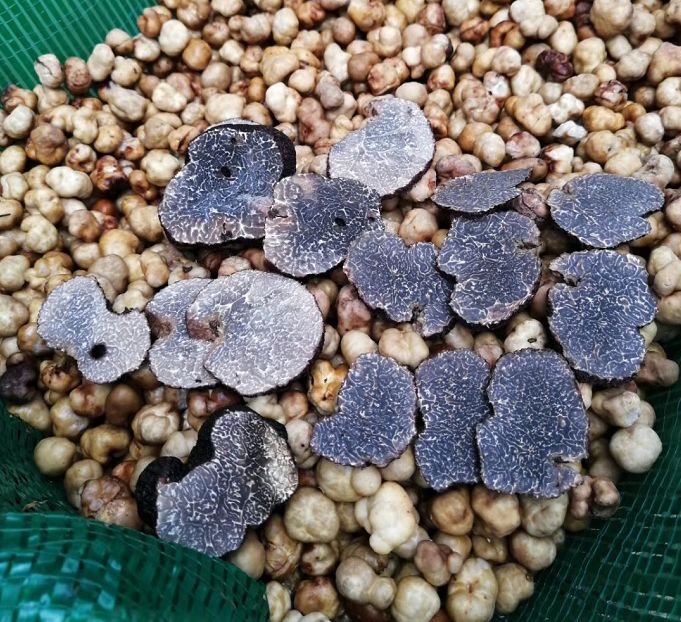 围观攀枝花一农户挖到约1斤重的松露比成年人的拳头还大