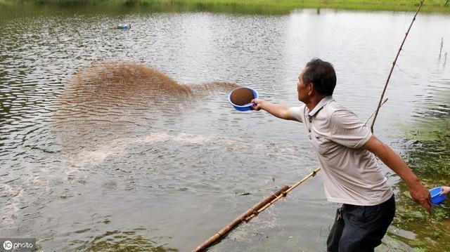 虾蟹养殖过程中如何进行科学投喂优质饵料?_饲料