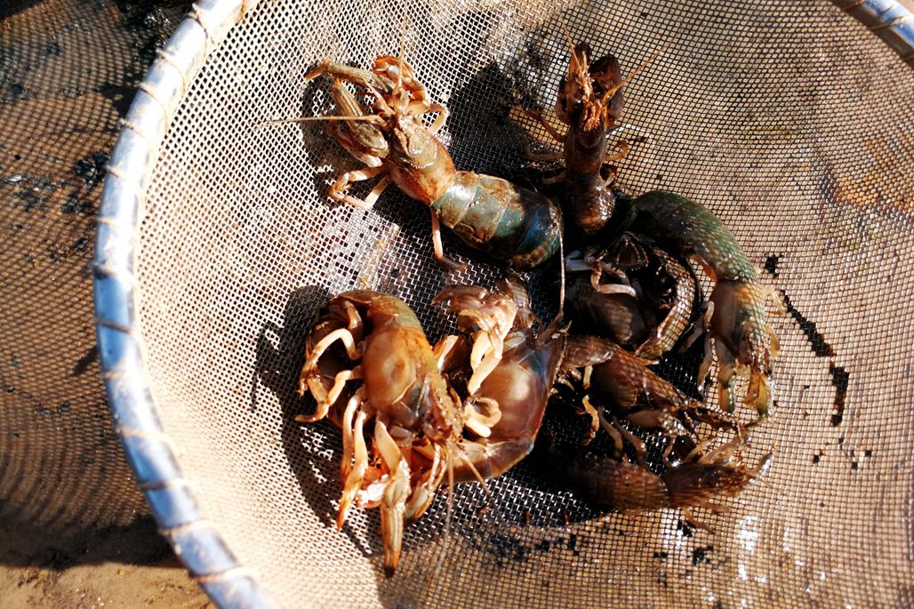 青岛唐岛湾,十月十五天文大潮,人鸥和谐相处赶海