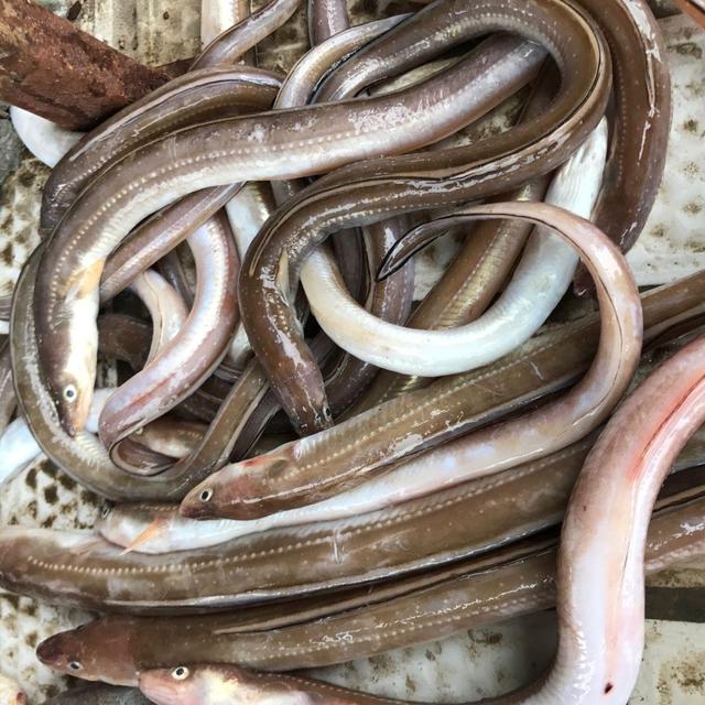 成功率极高可利用工厂化大菱鲆养殖水池和设备养殖星鳗_鳗鱼