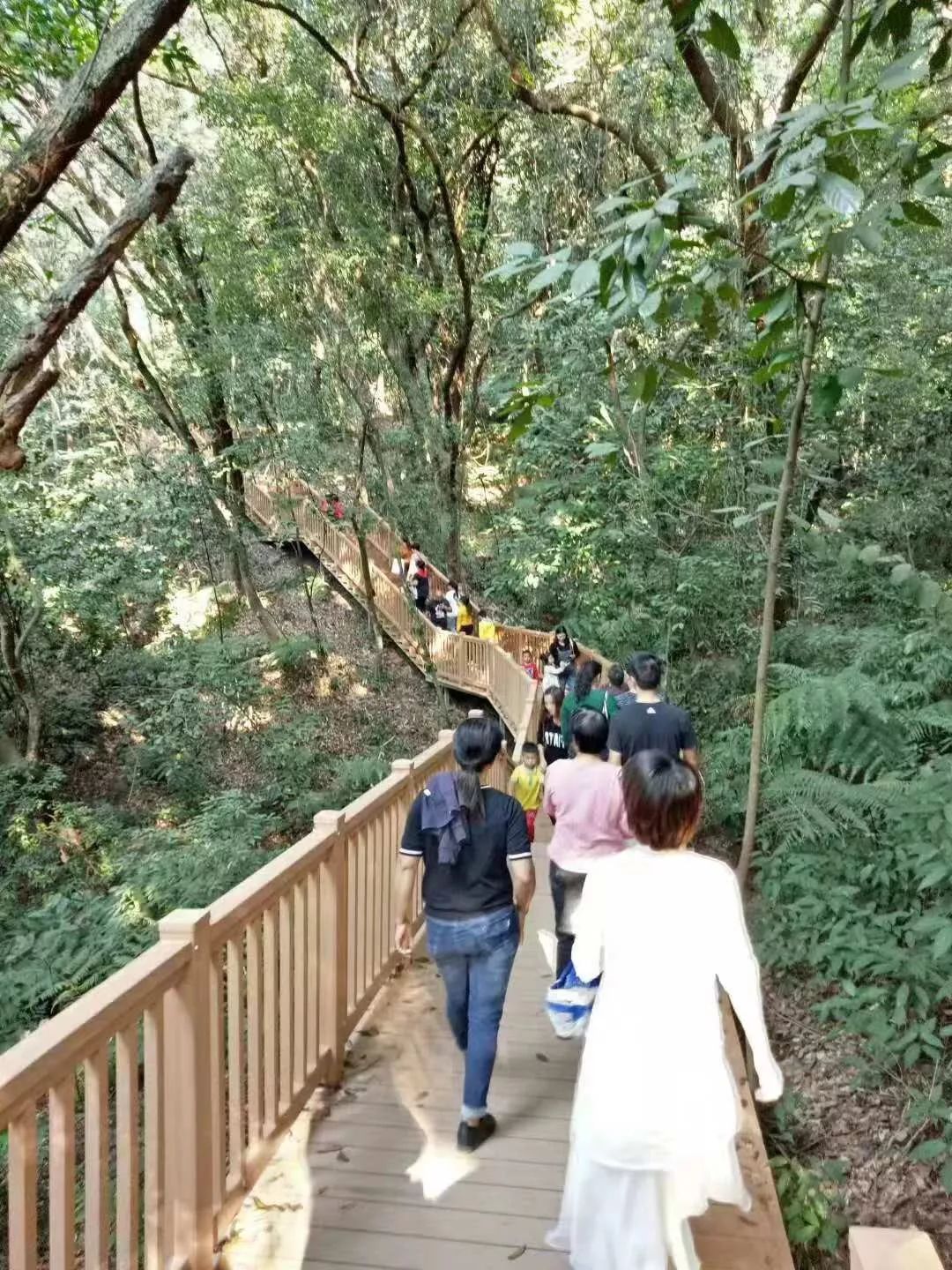美景爆屏 负离子爆表 野山竹