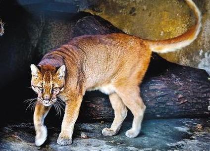 河北承德"土豹子"入村吃羊,是当地食物链王者,曾险