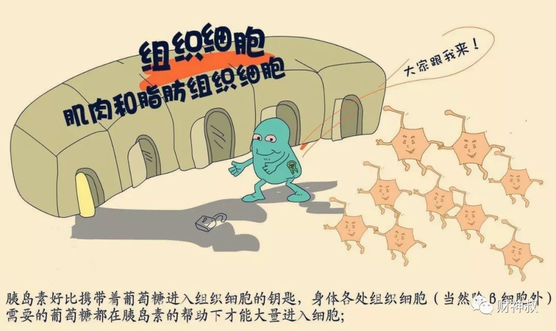 当胰岛素带着血糖抵达各个组织细胞的门口时,此时血糖还无法直接进入