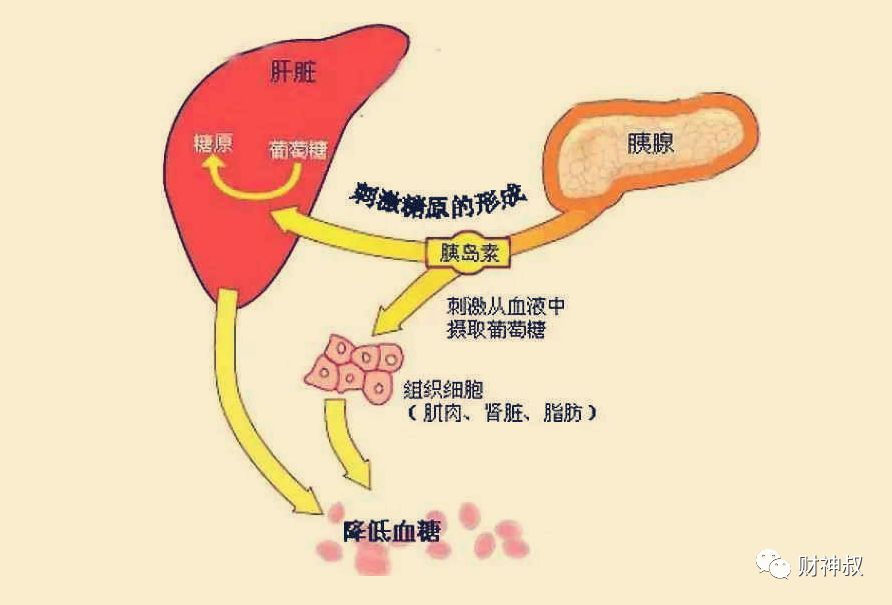 減肥先健腦聰明人必知的肥胖根源胰島素抵抗