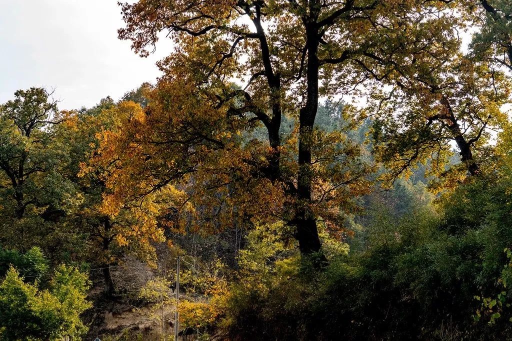 麻栎树图片-麻栎树图片功能及作用