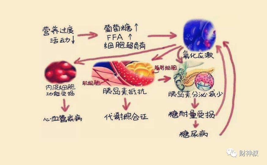 减肥先健脑聪明人必知的肥胖根源胰岛素抵抗