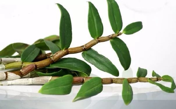 想养好胃,有11个要点要记住,1味草药最有效!