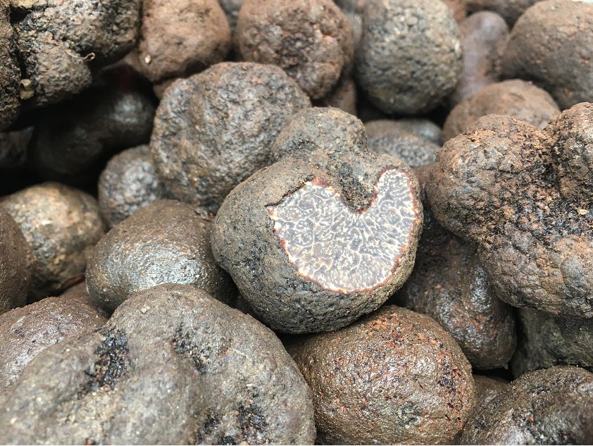 围观攀枝花一农户挖到约1斤重的松露比成年人的拳头还大