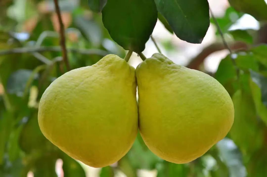 11月广东新一季柑桔橙柚怎么产销全看这里