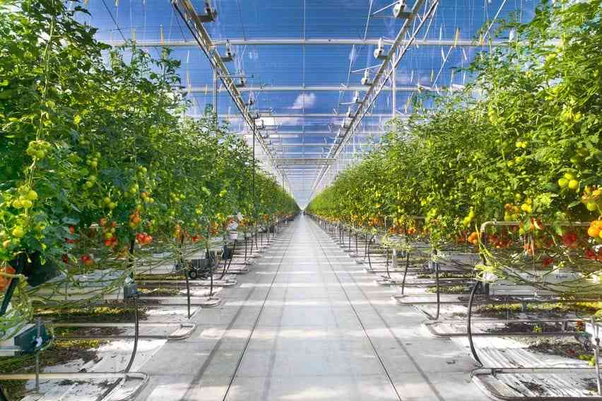 这才是荷兰玻璃温室种植优质高产的真正原因