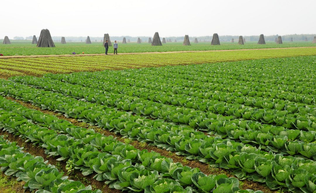 集散基地的机遇,正加快蔬菜产业园加工物流及进出口服务平台的建设