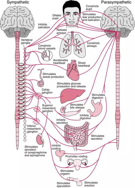 交感神经链解剖图图片