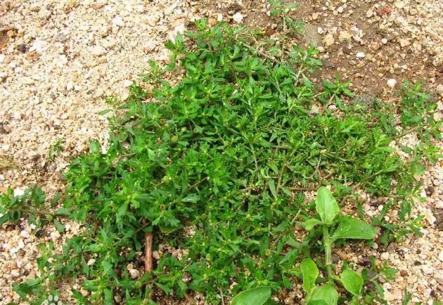 这种害草被称为鹅不食能治鼻炎风湿你认识它吗