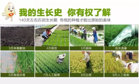 商博士五常稻花香大米吃一口连肉都不想了