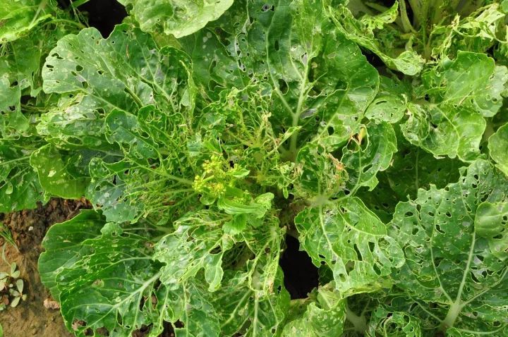 超全19种大白菜病虫害大汇集46张高清图