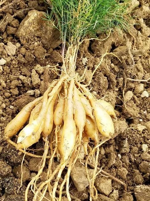 农村一野菜俗称"多儿母",野外几乎被挖绝了,用它酿酒有奇效