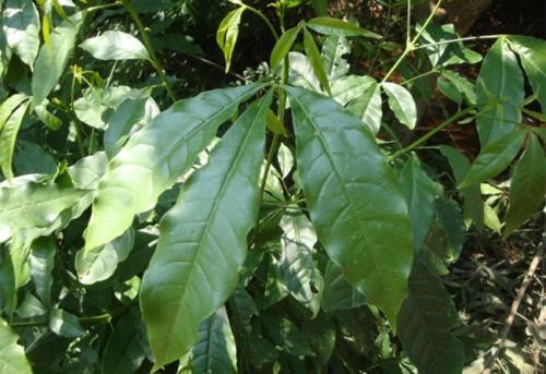 苋,荠菜,大蓟这些野菜,还有像蛇莓,刺梨这些野果,当然是少不了像大黄