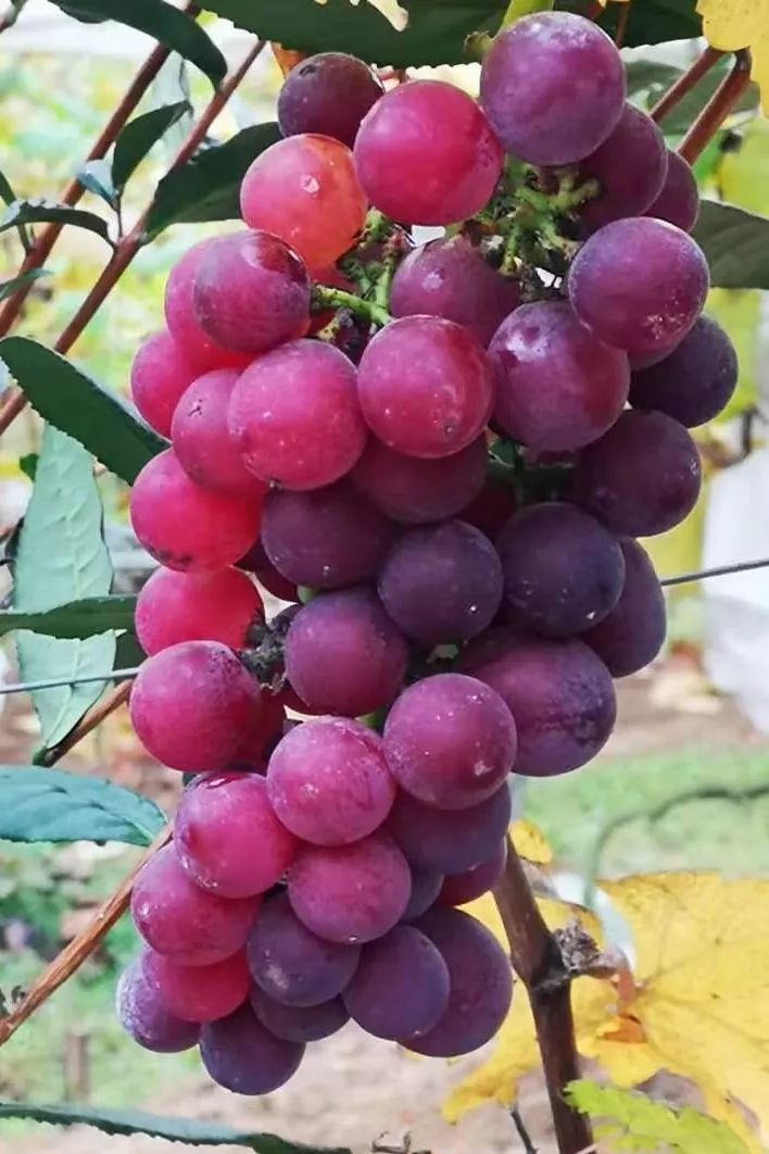 高山生态园的秋季葡萄精品中的极品