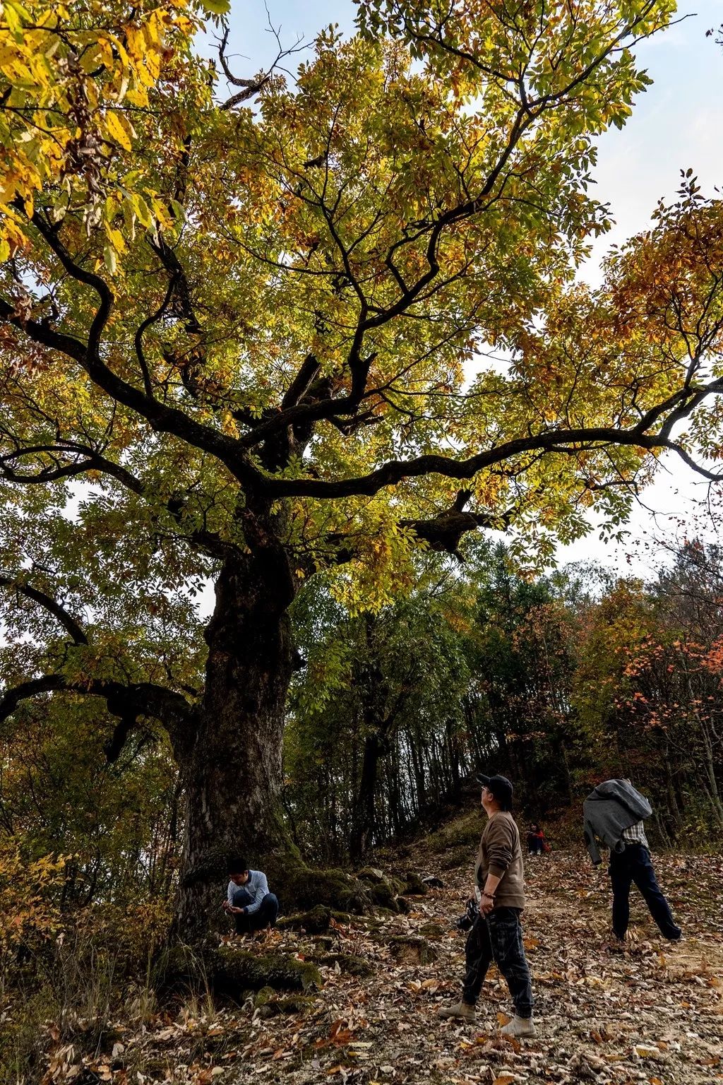 其中一株麻櫟樹胸徑1.9米,幹高16米,冠幅約140㎡,樹齡約為800年.