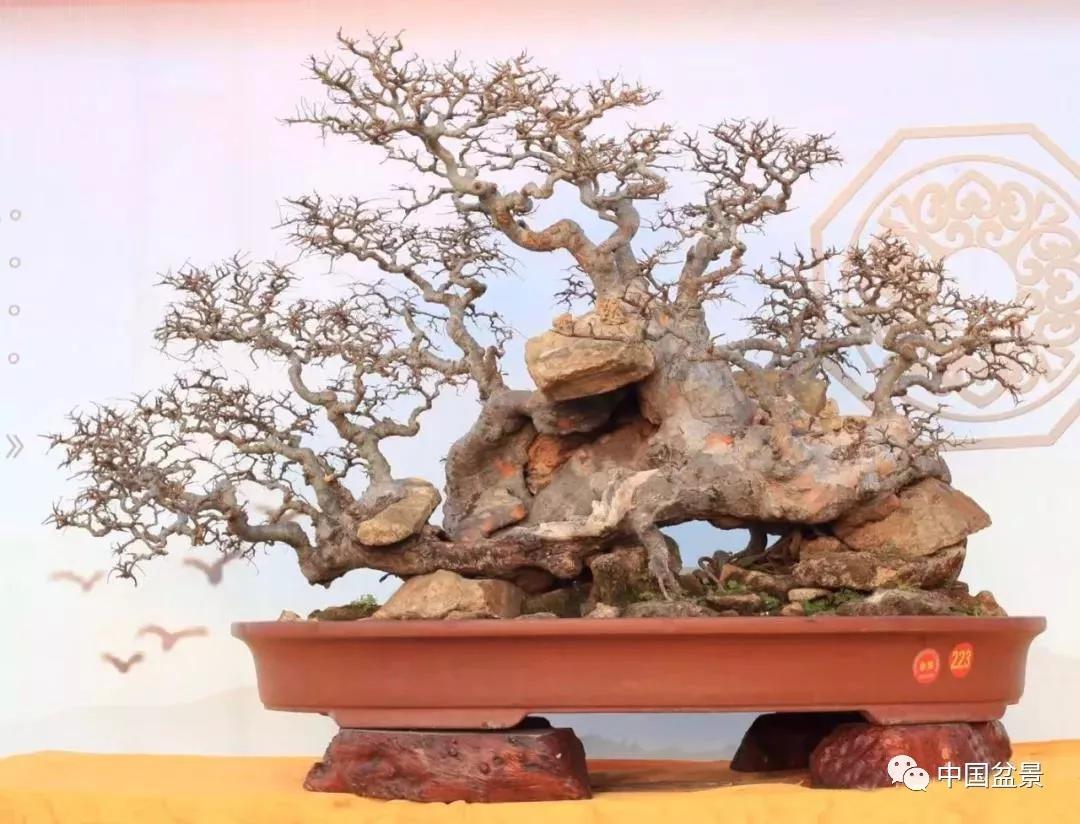 图片来源|中国盆景赏石▲惠安县园林花卉协会会长李元森,惠安县人民