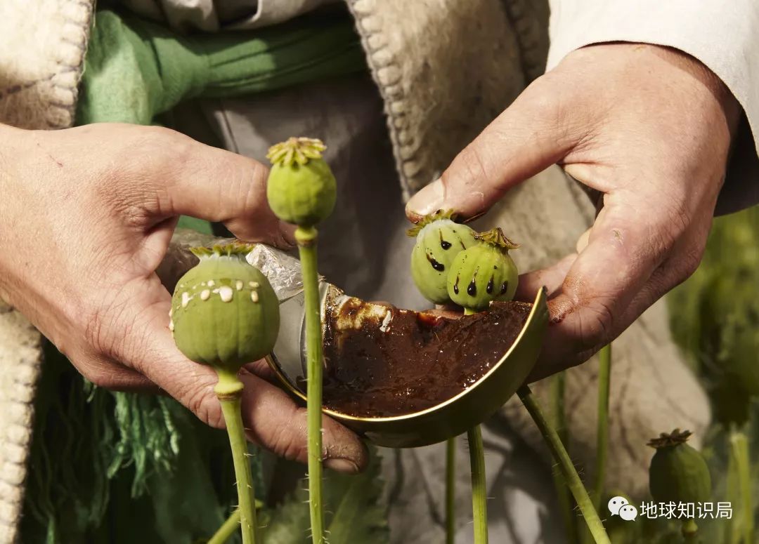 全省一起种鸦片安徽曾经有多惨