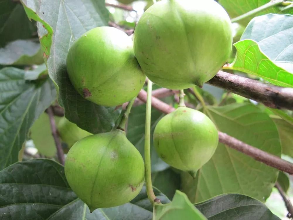 请家长和老师告诉孩子们油桐籽有毒不能食用